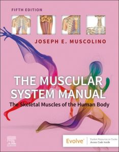 The Muscular System Manual